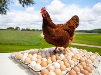 البيضة أم الدجاجة